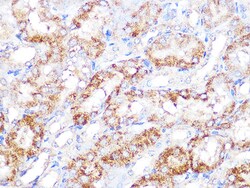 Invitrogen EBP1 Recombinant Rabbit Monoclonal Antibody (9J9U5) 100 &mu;L | Buy Online | Invitrogen&trade; | Fisher Scientific