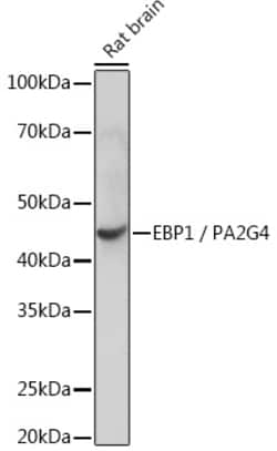 Invitrogen EBP1 Recombinant Rabbit Monoclonal Antibody (9J9U5) 100 &mu;L | Buy Online | Invitrogen&trade; | Fisher Scientific