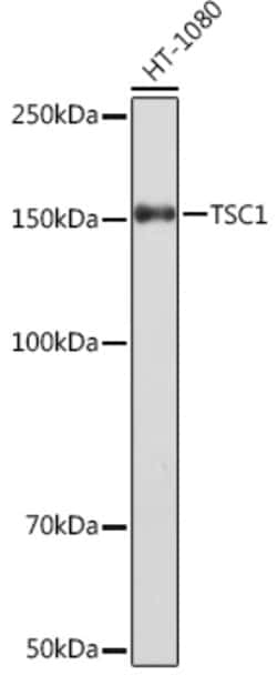 Invitrogen TSC1 Recombinant Rabbit Monoclonal Antibody (6Q10T10) 100 &mu;L;