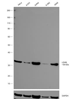 Invitrogen LDHB Recombinant Rabbit Monoclonal Antibody (6B5I2) 100 &mu;L:Antibodies,