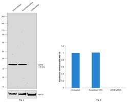 Invitrogen LDHB Recombinant Rabbit Monoclonal Antibody (6B5I2) 100 &mu;L:Antibodies,