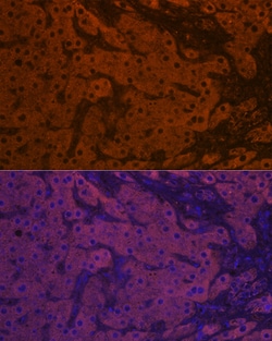 Invitrogen Apolipoprotein M Recombinant Rabbit Monoclonal Antibody (4G4N1)