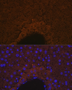 Invitrogen Apolipoprotein M Recombinant Rabbit Monoclonal Antibody (4G4N1)