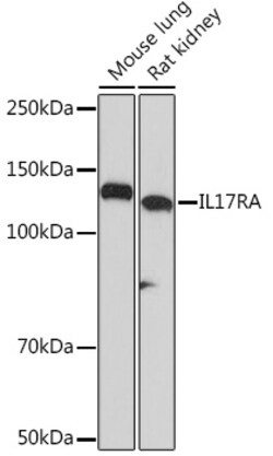 Invitrogen IL17RA Recombinant Rabbit Monoclonal Antibody (6Q2U9) 100 &mu;L | Buy Online | Invitrogen&trade; | Fisher Scientific