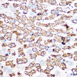 Invitrogen GluD1 Recombinant Rabbit Monoclonal Antibody (7L7N2) 100 &mu;L;