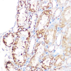 Invitrogen GluD1 Recombinant Rabbit Monoclonal Antibody (7L7N2) 100 &mu;L;