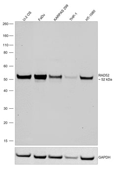 Invitrogen RAD52 Recombinant Rabbit Monoclonal Antibody (7H5K0) 100 &mu;L:Antibodies,
