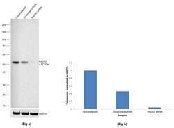Invitrogen RAD52 Recombinant Rabbit Monoclonal Antibody (7H5K0) 100 &mu;L:Antibodies,