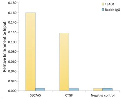Invitrogen TEF1 Recombinant Rabbit Monoclonal Antibody (2E7N10) 100 &mu;L;