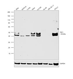 Invitrogen TEF1 Recombinant Rabbit Monoclonal Antibody (2E7N10) 100 &mu;L;