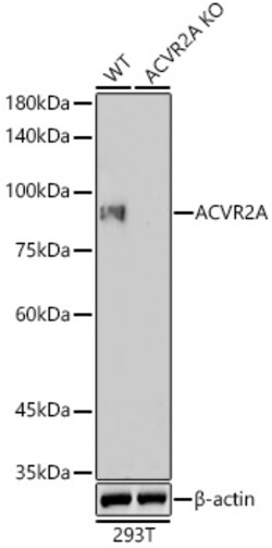 Invitrogen ACVR2A Recombinant Rabbit Monoclonal Antibody (1K1J10) 100 &mu;L;