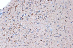 Syntenin 1 Recombinant Rabbit Monoclonal Antibody (ARC1410), Invitrogen