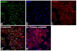 Invitrogen HSPE1 Recombinant Rabbit Monoclonal Antibody (0H0X6) 100 &mu;L:Antibodies,
