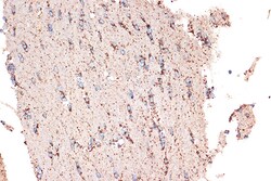 Invitrogen HSPE1 Recombinant Rabbit Monoclonal Antibody (0H0X6) 100 &mu;L:Antibodies,