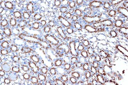 Invitrogen HSPE1 Recombinant Rabbit Monoclonal Antibody (0H0X6) 100 &mu;L:Antibodies,