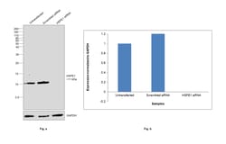 Invitrogen HSPE1 Recombinant Rabbit Monoclonal Antibody (0H0X6) 100 &mu;L:Antibodies,