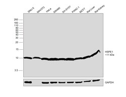 Invitrogen HSPE1 Recombinant Rabbit Monoclonal Antibody (0H0X6) 100 &mu;L:Antibodies,