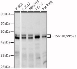 Invitrogen TSG101 Recombinant Rabbit Monoclonal Antibody (4T4W6) 100 &mu;L;