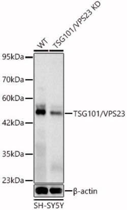 Invitrogen TSG101 Recombinant Rabbit Monoclonal Antibody (4T4W6) 100 &mu;L;