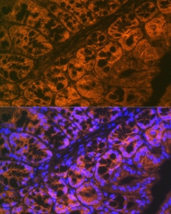 Invitrogen ADAM15 Recombinant Rabbit Monoclonal Antibody (4T4X10) 100 &mu;L;