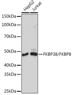 Invitrogen FKBP8 Recombinant Rabbit Monoclonal Antibody (2J7P6) 100 &mu;L;