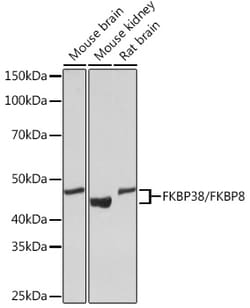 Invitrogen FKBP8 Recombinant Rabbit Monoclonal Antibody (2J7P6) 100 &mu;L;