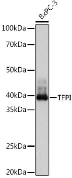 Invitrogen TFPI Recombinant Rabbit Monoclonal Antibody (5J8X8) 100 &mu;L;