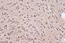 Invitrogen EEF1G Recombinant Rabbit Monoclonal Antibody (2E1O7) 100 &mu;L;