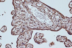 Invitrogen EEF1G Recombinant Rabbit Monoclonal Antibody (2E1O7) 100 &mu;L;