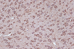 Invitrogen EEF1G Recombinant Rabbit Monoclonal Antibody (2E1O7) 100 &mu;L;