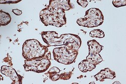 Invitrogen RANGAP1 Recombinant Rabbit Monoclonal Antibody (1E7R7) 100 &mu;L;