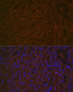 Invitrogen Haptoglobin Recombinant Rabbit Monoclonal Antibody (7C1N2) 100