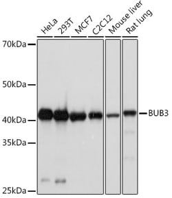 Invitrogen Bub3 Recombinant Rabbit Monoclonal Antibody (10G1S6) 100 &mu;L | Buy Online | Invitrogen&trade; | Fisher Scientific