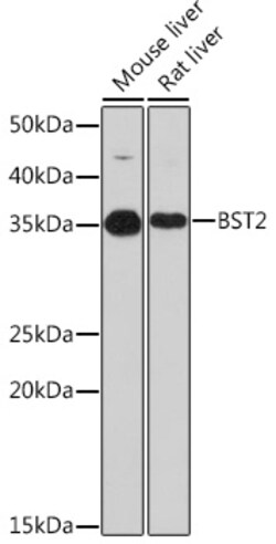 Invitrogen BST2 Recombinant Rabbit Monoclonal Antibody (0F5P3) 100 &mu;L;