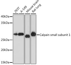 Invitrogen Calpain S1 Recombinant Rabbit Monoclonal Antibody (5X8H4) 100