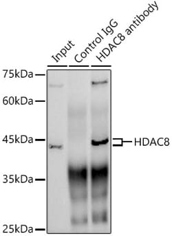 Invitrogen HDAC8 Recombinant Rabbit Monoclonal Antibody (1O2Y5) 100 &mu;L | Buy Online | Invitrogen&trade; | Fisher Scientific