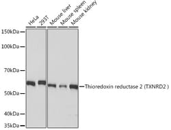 Invitrogen TrxR2 Recombinant Rabbit Monoclonal Antibody (4O1K0) 100 &mu;L;