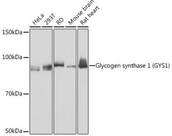 Invitrogen GYS1 Recombinant Rabbit Monoclonal Antibody (8N1B3) 100 &mu;L | Buy Online | Invitrogen&trade; | Fisher Scientific