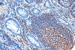 Invitrogen FEN1 Recombinant Rabbit Monoclonal Antibody (3H9L9) 100 &mu;L;