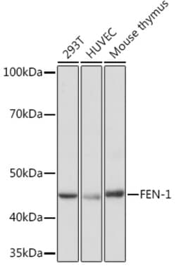 Invitrogen FEN1 Recombinant Rabbit Monoclonal Antibody (3H9L9) 100 &mu;L;