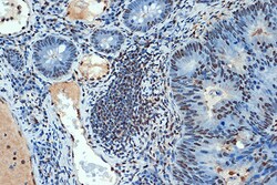 Invitrogen SUMO4 Recombinant Rabbit Monoclonal Antibody (7X3V7) 100 &mu;L;