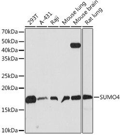 Invitrogen SUMO4 Recombinant Rabbit Monoclonal Antibody (7X3V7) 100 &mu;L;
