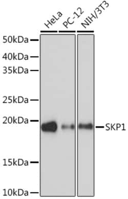 Invitrogen SKP1 Recombinant Rabbit Monoclonal Antibody (10G5X5) 100 &mu;L;