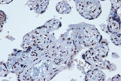 Invitrogen PROX1 Recombinant Rabbit Monoclonal Antibody (9I9A7) 100 &mu;L;