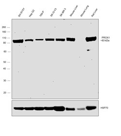 Invitrogen PROX1 Recombinant Rabbit Monoclonal Antibody (9I9A7) 100 &mu;L;