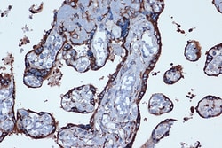 Invitrogen PTGER2 Recombinant Rabbit Monoclonal Antibody (2G10L6) 100 &mu;L;