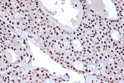 Invitrogen Histone Macro-H2A.1 Recombinant Rabbit Monoclonal Antibody (4D2O4)