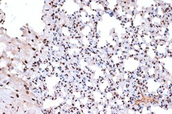 Invitrogen Histone Macro-H2A.1 Recombinant Rabbit Monoclonal Antibody (4D2O4)