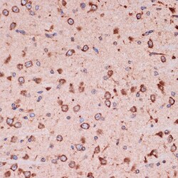 Invitrogen PRDX4 Recombinant Rabbit Monoclonal Antibody (9E7V0) 100 &mu;L;