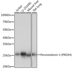 Invitrogen PRDX4 Recombinant Rabbit Monoclonal Antibody (9E7V0) 100 &mu;L;